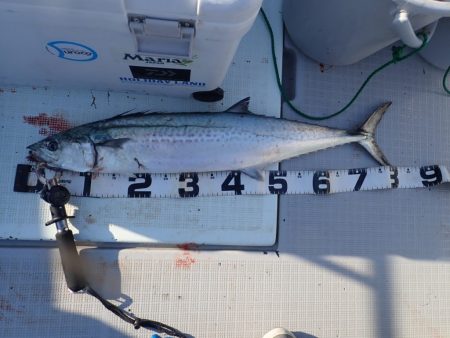 Aquanaut(アクアノート) 釣果