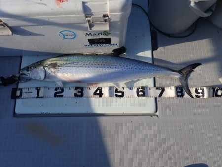 Aquanaut(アクアノート) 釣果