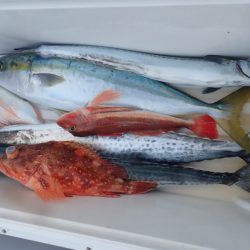 Aquanaut(アクアノート) 釣果