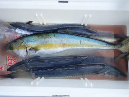 Aquanaut(アクアノート) 釣果