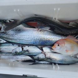 Aquanaut(アクアノート) 釣果