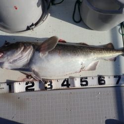 Aquanaut(アクアノート) 釣果