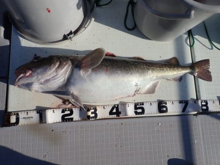 Aquanaut(アクアノート) 釣果