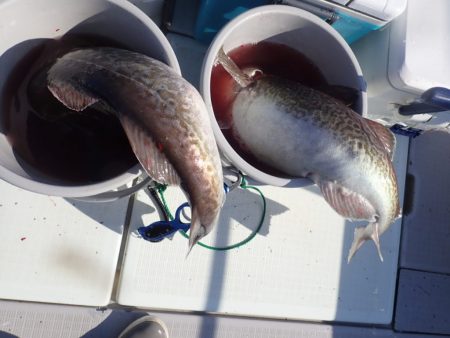 Aquanaut(アクアノート) 釣果