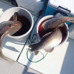 Aquanaut(アクアノート) 釣果