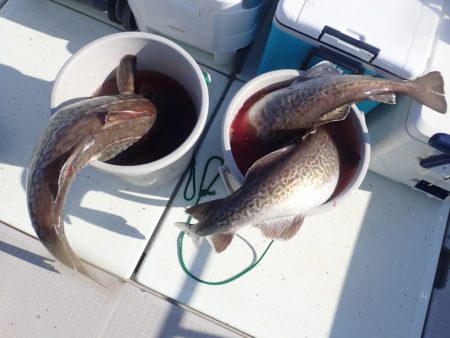 Aquanaut(アクアノート) 釣果