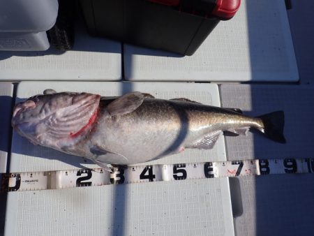 Aquanaut(アクアノート) 釣果