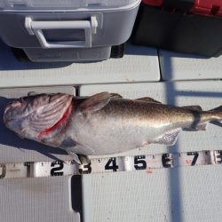 Aquanaut(アクアノート) 釣果