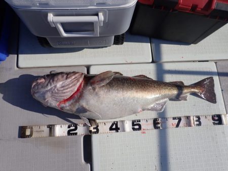 Aquanaut(アクアノート) 釣果