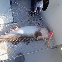 Aquanaut(アクアノート) 釣果