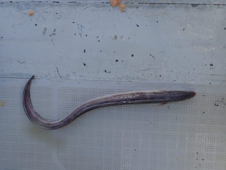 Aquanaut(アクアノート) 釣果