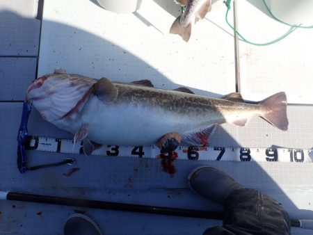 Aquanaut(アクアノート) 釣果