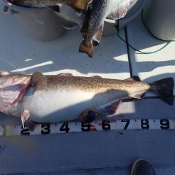 Aquanaut(アクアノート) 釣果