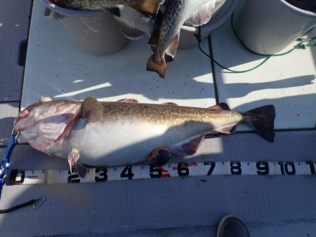 Aquanaut(アクアノート) 釣果