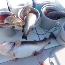 Aquanaut(アクアノート) 釣果