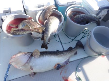 Aquanaut(アクアノート) 釣果