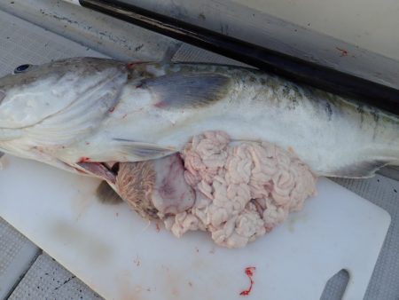 Aquanaut(アクアノート) 釣果