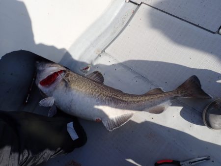 Aquanaut(アクアノート) 釣果