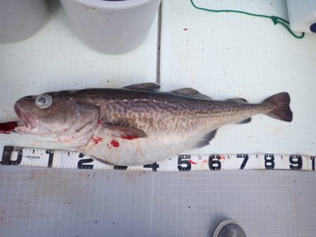 Aquanaut(アクアノート) 釣果