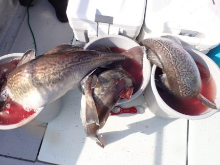 Aquanaut(アクアノート) 釣果