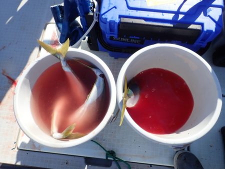 Aquanaut(アクアノート) 釣果