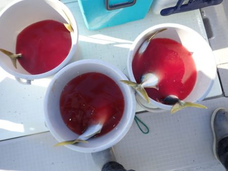 Aquanaut(アクアノート) 釣果