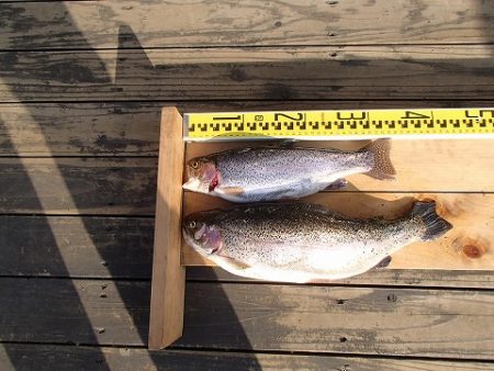 志高湖フィッシング 釣果