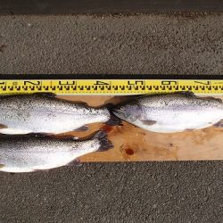 志高湖フィッシング 釣果