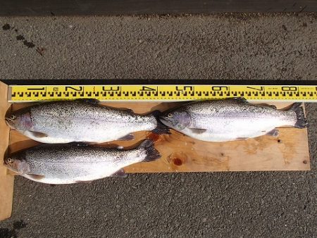 志高湖フィッシング 釣果