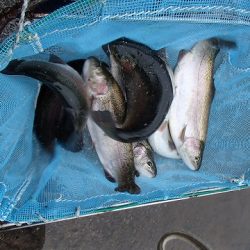 志高湖フィッシング 釣果