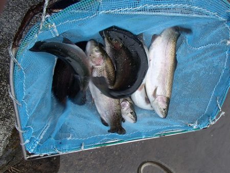 志高湖フィッシング 釣果