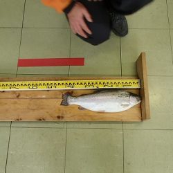 志高湖フィッシング 釣果