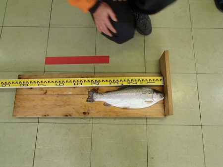 志高湖フィッシング 釣果