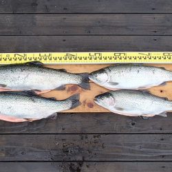 志高湖フィッシング 釣果