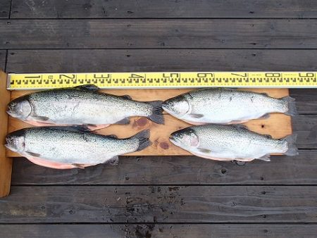 志高湖フィッシング 釣果