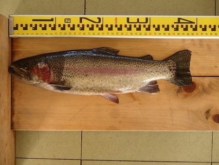 志高湖フィッシング 釣果