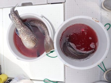 Aquanaut(アクアノート) 釣果