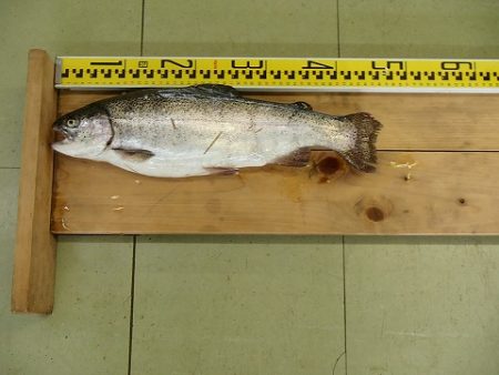 志高湖フィッシング 釣果