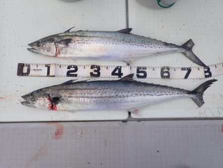 Aquanaut(アクアノート) 釣果