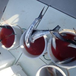 Aquanaut(アクアノート) 釣果