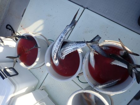 Aquanaut(アクアノート) 釣果