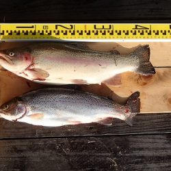 志高湖フィッシング 釣果