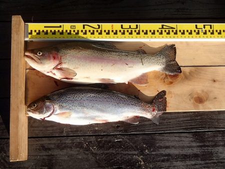 志高湖フィッシング 釣果