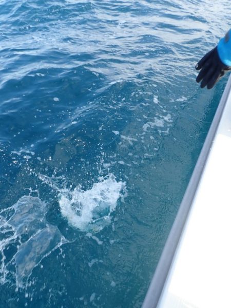 Aquanaut(アクアノート) 釣果