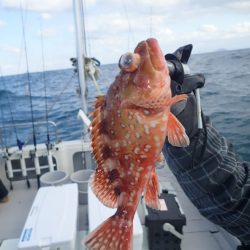 Aquanaut(アクアノート) 釣果