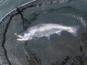 朝霞ガーデン 釣果