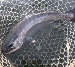 朝霞ガーデン 釣果