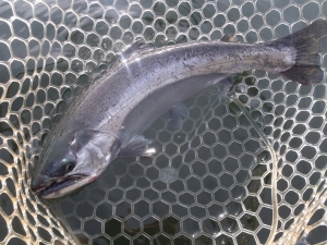 朝霞ガーデン 釣果