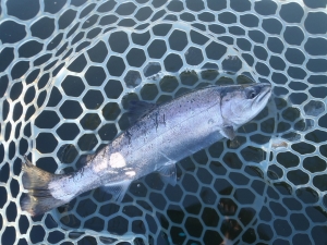 朝霞ガーデン 釣果