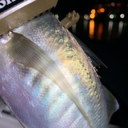 フィシングボートAir(エアー) 釣果